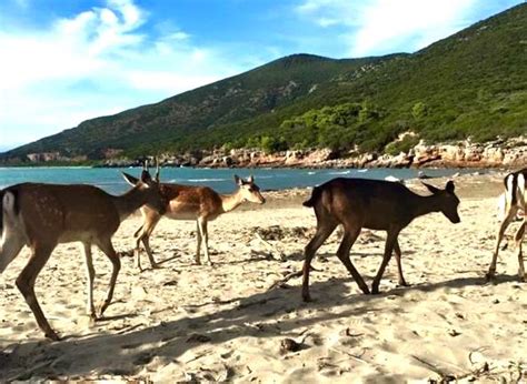 Prada compra la spiaggia di Cala di Forno, mare cristallino 